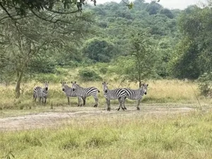 3 Days Safari Escape